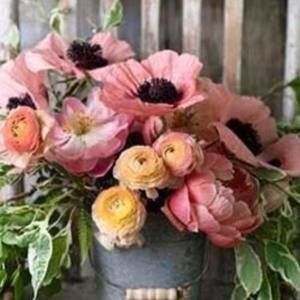 Meet your Posher, Brandi